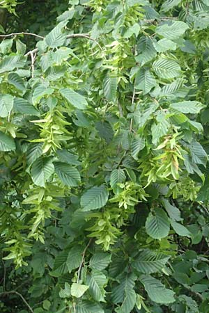 Carpinus betulus \ Hain-Buche, Wei-Buche / Hornbeam, D Lonetal bei/near Bissingen 28.6.2016