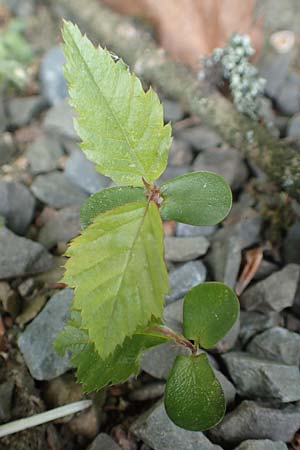 Carpinus betulus \ Hain-Buche, Wei-Buche / Hornbeam, D Drolshagen 21.5.2018