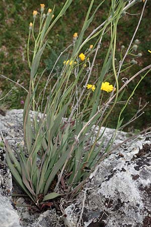 Hieracium bupleuroides \ Hasenohr-Habichtskraut, Durchwachs-Habichtskraut / Hare-Ear Hawkweed, D Fridingen 26.6.2018