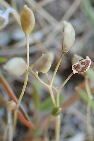 Draba spathulata \ Rundfrchtiges Hungerblmchen / Pound-Podded Whitlowgrass, D Hockenheim 16.4.2019