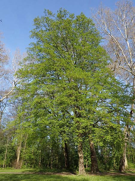 Carpinus betulus \ Hain-Buche, Wei-Buche / Hornbeam, D Mannheim 22.4.2021