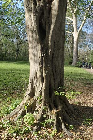 Carpinus betulus \ Hain-Buche, Wei-Buche / Hornbeam, D Mannheim 22.4.2021