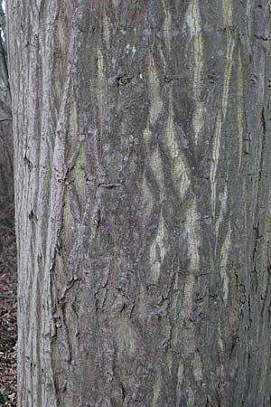 Carpinus betulus \ Hain-Buche, Wei-Buche / Hornbeam, D Mannheim 20.1.2023