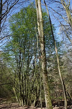 Carpinus betulus \ Hain-Buche, Wei-Buche / Hornbeam, D Hagen 11.4.2025