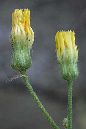 Hieracium bauhini \ Ungarisches Habichtskraut / Bauhin's Hawkweed, D Mannheim 25.8.2025 Hieracium bauhini \ Ungarisches Habichtskraut / Bauhin's Hawkweed, D Mannheim 25.8.2025