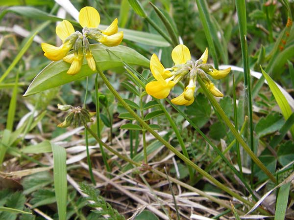 Hippocrepis comosa \ Hufeisenklee / Horseshoe Vetch, D Langgöns 25.4.2015