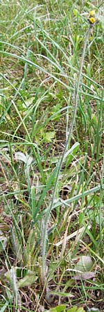 Hieracium caespitosum \ Wiesen-Habichtskraut, D Odenwald, Lindenfels 16.6.2015