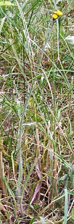 Hieracium caespitosum \ Wiesen-Habichtskraut, D Odenwald, Lindenfels 16.6.2015