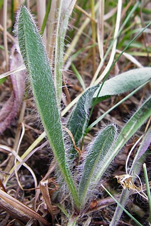 Hieracium caespitosum \ Wiesen-Habichtskraut, D Odenwald, Lindenfels 16.6.2015