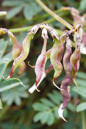 Hippocrepis comosa \ Hufeisenklee / Horseshoe Vetch, D Tübingen 20.6.2015