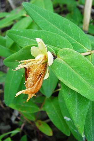 Hypericum calycinum \ Grokelchiges Johanniskraut, Immergrnes Johanniskraut / Creeping St. John's-Wort, Aaron's Beard, D Eich 30.6.2015