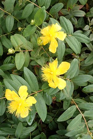 Hypericum calycinum \ Grokelchiges Johanniskraut, Immergrnes Johanniskraut / Creeping St. John's-Wort, Aaron's Beard, D Mannheim 17.6.2016