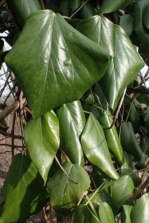 Hedera colchica \ Kolchis-Efeu / Georgian Ivy, D Duisburg 12.3.2022
