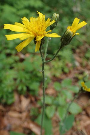 Hieracium diaphanoides \ Durchscheinendes Habichtskraut / Diaphanous Hawkweed, D Rhön, Hilders 21.6.2023 Hieracium diaphanoides \ Durchscheinendes Habichtskraut / Diaphanous Hawkweed, D Rhön, Hilders 21.6.2023