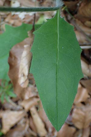 Hieracium diaphanoides \ Durchscheinendes Habichtskraut / Diaphanous Hawkweed, D Rhön, Hilders 21.6.2023 Hieracium diaphanoides \ Durchscheinendes Habichtskraut / Diaphanous Hawkweed, D Rhön, Hilders 21.6.2023