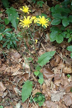 Hieracium diaphanoides \ Durchscheinendes Habichtskraut / Diaphanous Hawkweed, D Rhön, Hilders 21.6.2023 Hieracium diaphanoides \ Durchscheinendes Habichtskraut / Diaphanous Hawkweed, D Rhön, Hilders 21.6.2023