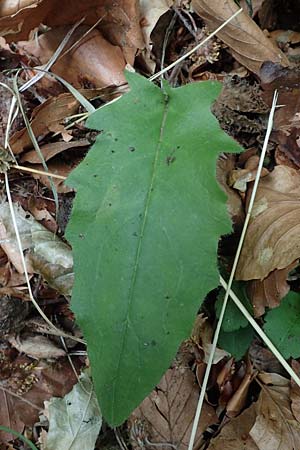 Hieracium diaphanoides \ Durchscheinendes Habichtskraut / Diaphanous Hawkweed, D Rhön, Hilders 21.6.2023 Hieracium diaphanoides \ Durchscheinendes Habichtskraut / Diaphanous Hawkweed, D Rhön, Hilders 21.6.2023