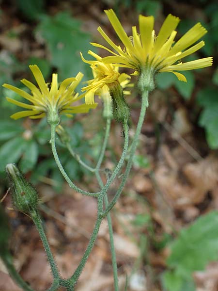 Hieracium diaphanoides \ Durchscheinendes Habichtskraut / Diaphanous Hawkweed, D Rhön, Hilders 21.6.2023 Hieracium diaphanoides \ Durchscheinendes Habichtskraut / Diaphanous Hawkweed, D Rhön, Hilders 21.6.2023