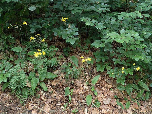 Hieracium diaphanoides \ Durchscheinendes Habichtskraut / Diaphanous Hawkweed, D Rhön, Hilders 21.6.2023 Hieracium diaphanoides \ Durchscheinendes Habichtskraut / Diaphanous Hawkweed, D Rhön, Hilders 21.6.2023