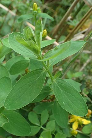 Hypericum dubium \ Stumpfes Johanniskraut / Spotted St. John's-Wort, D Mudau 15.8.2023