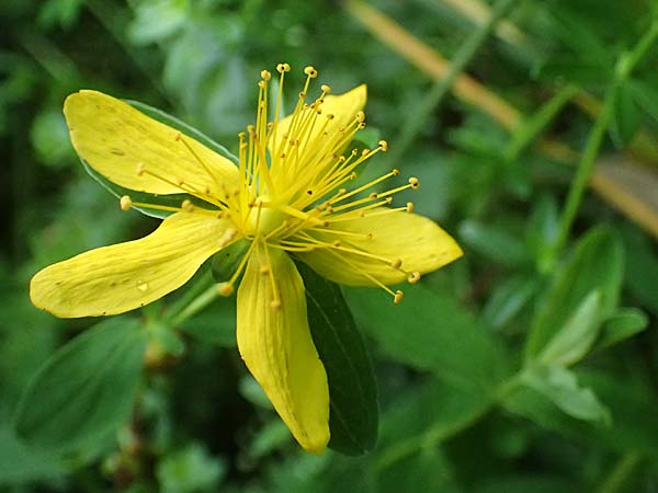 Hypericum dubium \ Stumpfes Johanniskraut / Spotted St. John's-Wort, D Mudau 15.8.2023