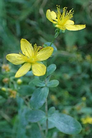 Hypericum dubium \ Stumpfes Johanniskraut / Spotted St. John's-Wort, D Neckarsteinach 24.8.2024
