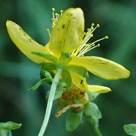Hypericum dubium \ Stumpfes Johanniskraut / Spotted St. John's-Wort, D Neckarsteinach 24.8.2024