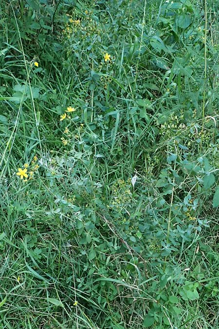 Hypericum dubium \ Stumpfes Johanniskraut / Spotted St. John's-Wort, D Neckarsteinach 24.8.2024