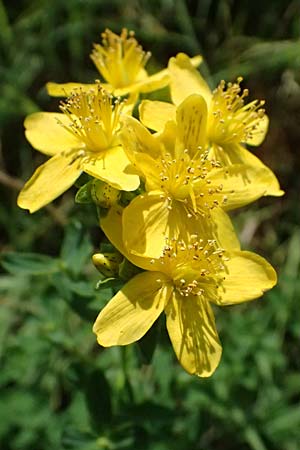 Hypericum desetangsii \ Gewöhnliches Bastard-Johanniskraut / Des Etangs' St. John's-Wort, D Otzberg 16.8.2025 Hypericum desetangsii \ Gewöhnliches Bastard-Johanniskraut / Des Etangs' St. John's-Wort, D Otzberg 16.8.2025