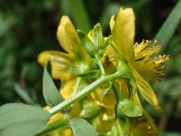 Hypericum desetangsii \ Gewöhnliches Bastard-Johanniskraut / Des Etangs' St. John's-Wort, D Otzberg 16.8.2025 Hypericum desetangsii \ Gewöhnliches Bastard-Johanniskraut / Des Etangs' St. John's-Wort, D Otzberg 16.8.2025