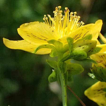 Hypericum desetangsii \ Gewöhnliches Bastard-Johanniskraut / Des Etangs' St. John's-Wort, D Otzberg 16.8.2025 Hypericum desetangsii \ Gewöhnliches Bastard-Johanniskraut / Des Etangs' St. John's-Wort, D Otzberg 16.8.2025