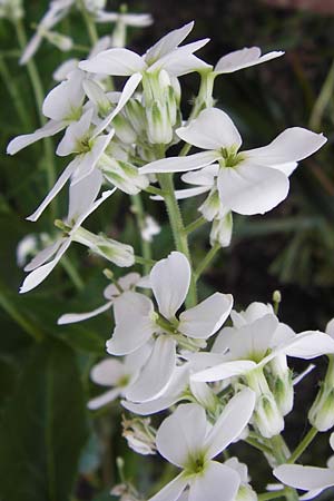 Hesperis matronalis \ Gewhnliche Nachtviole / Dame's Violet, D Bruchsal 8.6.2013
