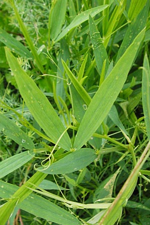 Lathyrus sylvestris \ Wald-Platterbse / Narrow-Leaved Flat Pea, D Tübingen 20.6.2015