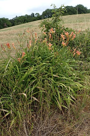 Hemerocallis fulva \ Gelbrote Taglilie / Common Day Lily, D Weinheim an der Bergstraße 21.6.2015