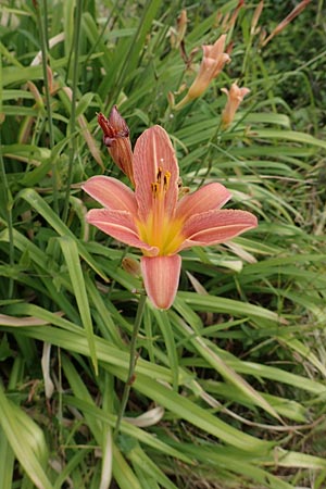 Hemerocallis fulva \ Gelbrote Taglilie / Common Day Lily, D Weinheim an der Bergstraße 21.6.2015