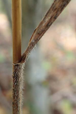 Hordelymus europaeus \ Wald-Gerste / Wood Barley, D Östringen 27.10.2017