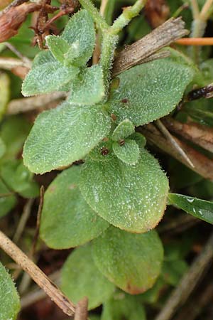 Hypericum elodes \ Sumpf-Johanniskraut / Marsh St. John's-Wort, D Elmpt 11.9.2020