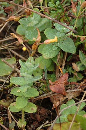 Hypericum elodes \ Sumpf-Johanniskraut / Marsh St. John's-Wort, D Elmpt 11.9.2020