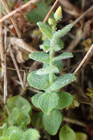 Hypericum elodes \ Sumpf-Johanniskraut / Marsh St. John's-Wort, D Elmpt 11.9.2020
