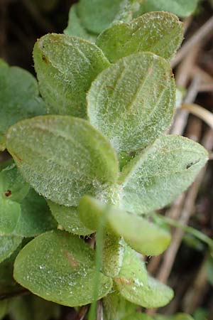 Hypericum elodes \ Sumpf-Johanniskraut / Marsh St. John's-Wort, D Elmpt 11.9.2020