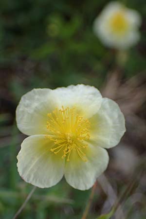 Helianthemum nummularium \ Kleinblttriges Sonnenrschen / Common Rock-Rose, D Grünstadt-Asselheim 9.7.2021