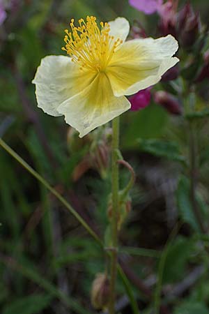 Helianthemum nummularium \ Kleinblttriges Sonnenrschen / Common Rock-Rose, D Grünstadt-Asselheim 9.7.2021