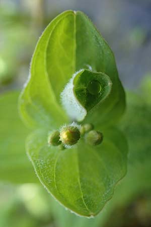 Hypericum elodes \ Sumpf-Johanniskraut / Marsh St. John's-Wort, D Elmpt 6.9.2021