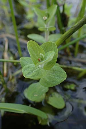 Hypericum elodes \ Sumpf-Johanniskraut / Marsh St. John's-Wort, D Elmpt 6.9.2021