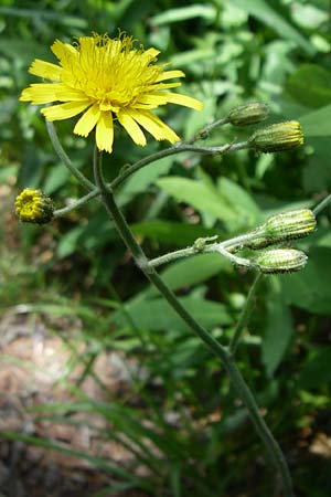 Hieracium glaucinum \ Frhblhendes Habichtskraut / Early Hawkweed, D Schwarzwald/Black-Forest, Feldberg 29.6.2008