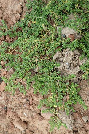 Herniaria glabra \ Kahles Bruchkraut / Rupture-Wort, D Bürstadt 30.9.2016