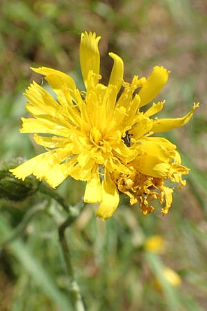 Hieracium glaucinum \ Frhblhendes Habichtskraut / Early Hawkweed, D Odenwald, Reichelsheim 16.6.2017