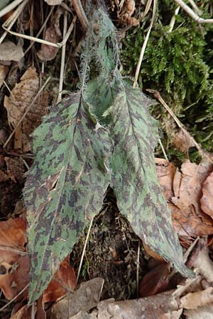 Hieracium glaucinum \ Frhblhendes Habichtskraut / Early Hawkweed, D Alsbach 27.10.2018