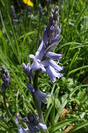 Hyacinthoides hispanica x non-scripta \ Hybrid-Hasenglckchen / Bluebell Hybrid, D Ludwigshafen 22.4.2021