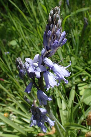 Hyacinthoides hispanica x non-scripta, Hybrid-Hasenglckchen